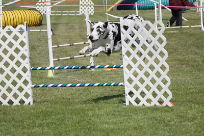 Great Dane Jumping in Agility