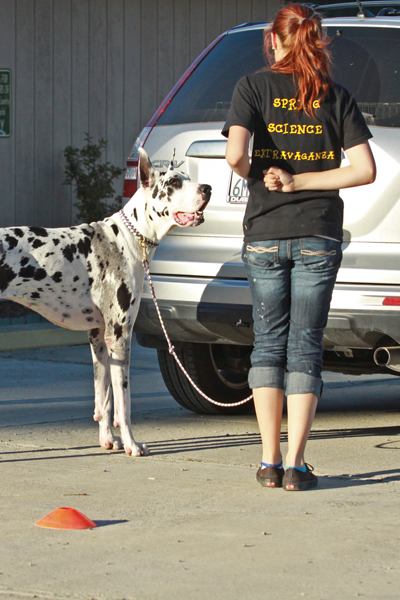 Nosework class - first time searching the car
