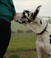 Great Dane in NoseWork class