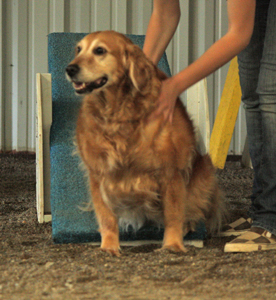 Agility Baby Teeter