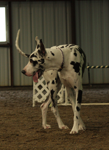 Shameera Great Dane