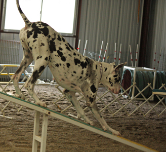 Great Dane Agility