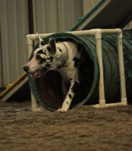 Great Dane Agility Tunnel