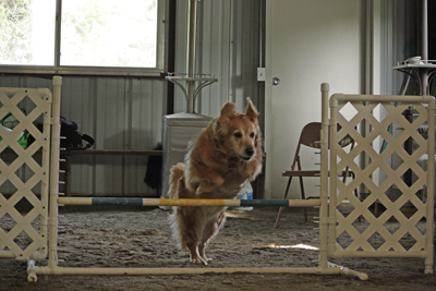Golden Retriever Jumps