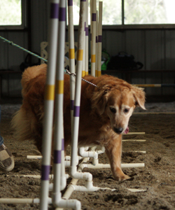 Agility Weave Poles