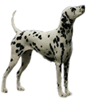 Dalmation