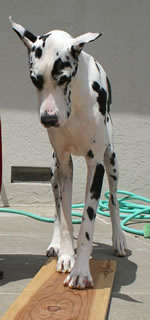 Agility: Learning Dog Walk