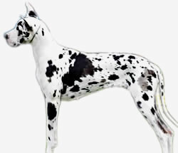 Great Dane