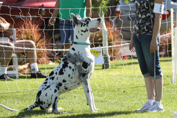 Great Dane Nationals - Obedience