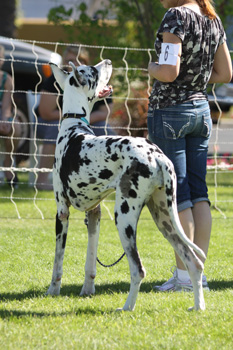 Great Dane Nationals - Obedience