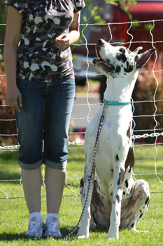 Great Dane Nationals - Obedience
