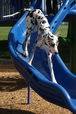 Great Dane on the playground