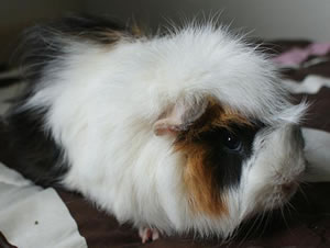 Cosmo, the Guinea Pig